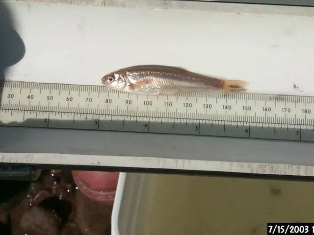 Duration of School Holidays in Portugal and Across Europe: Insights into Break Lengths