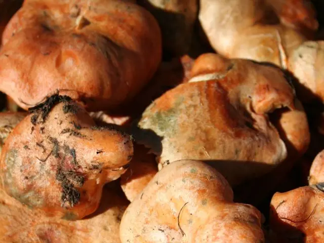 Geological Traces Found to Be Distinctive in Yellow Danburite Minerals Extracted from Vietnam