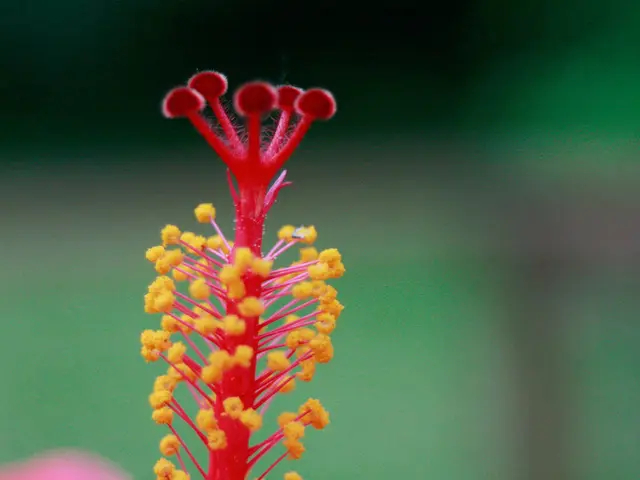 Nasal Blockage: Origins, Remedies, Home Solutions, and Further Information