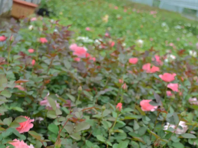 Cultivated with family values and intentional growth: Star Roses unfolds its story.