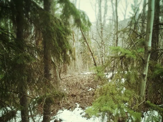 Forest School Training Advanced Update: Level 2 to Level 3 Top-Up (November 2025)