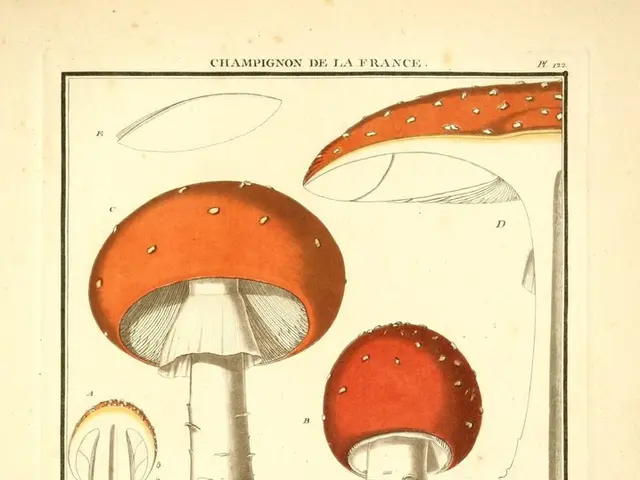 Top-Performing Smart Drugs for Enhancing Learning Capacity and Memory Recall