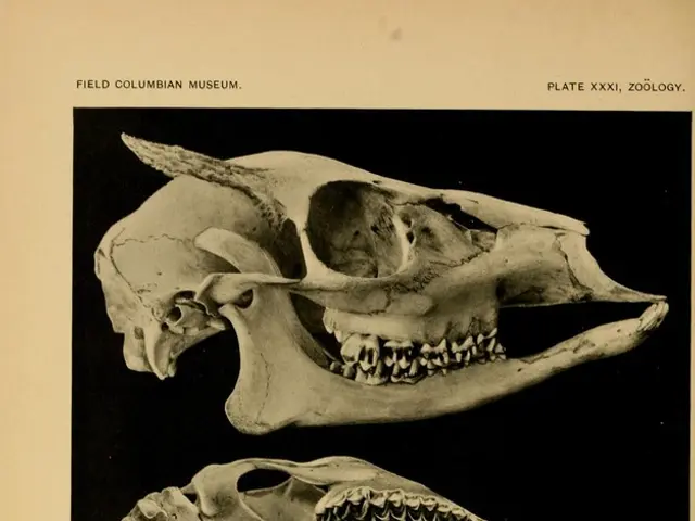 Image captured by Brent Stirton, Getty Images