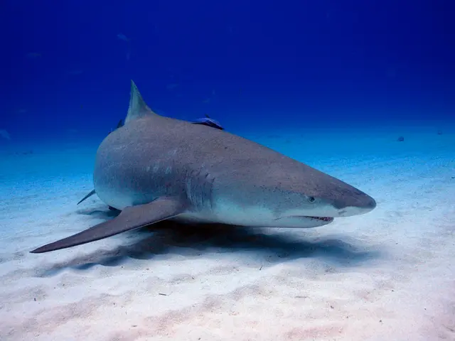 Dolphins Uncovered Employing Tools for Fish Retrieval