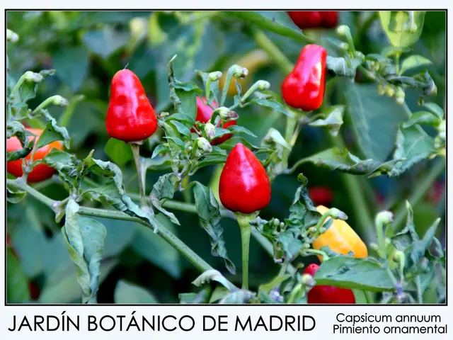 Enhance Your COVID-19 Resistance with these Vegetables, Herbs, and Fruits