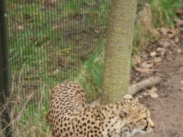 Self-Improvement Strategies