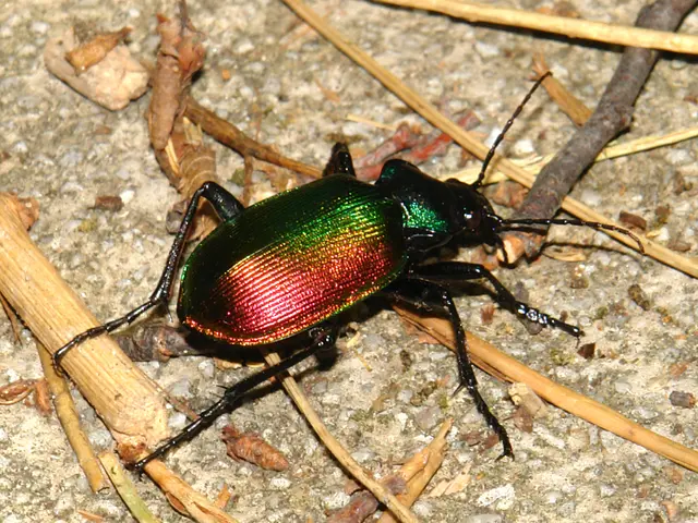 Exploring Miniature Beast Expedition