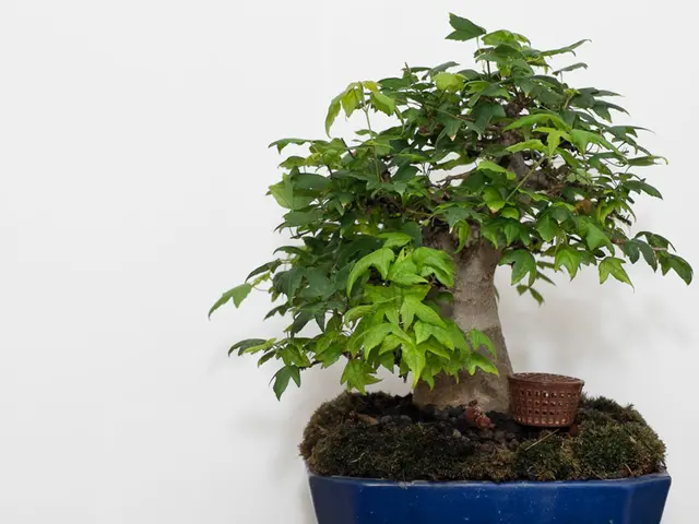 Children's Bonsai Innovations: Brainstorming Concepts for Young Gardeners