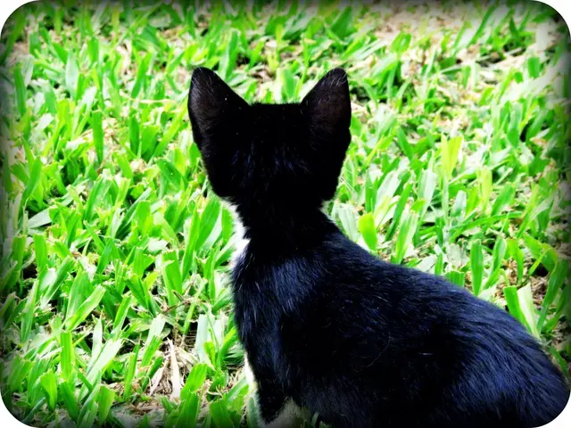 Black creatures in the animal kingdom: Significance, modification, and rich biodiversity in the...