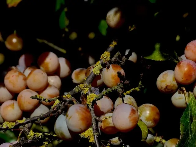 Affordable Desi Fruit Brings High Profits, Nutritious Benefits, and Improved Rural Economy: Indian...