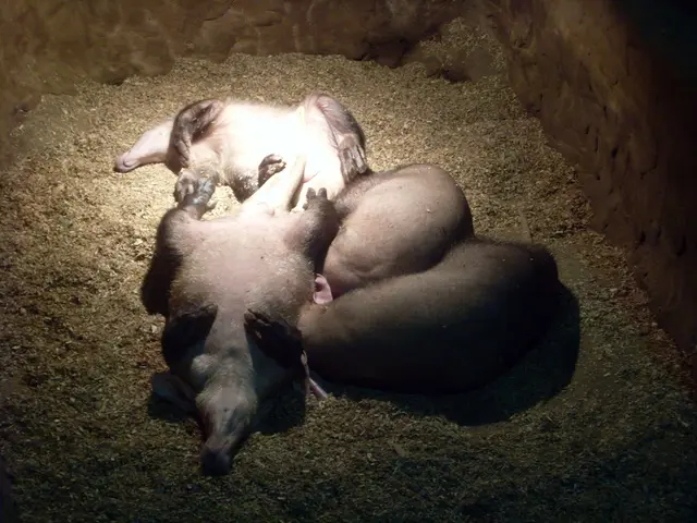 Observing Wildlife at Night: 7 Techniques to Stimulate Learning andignite Curiosity