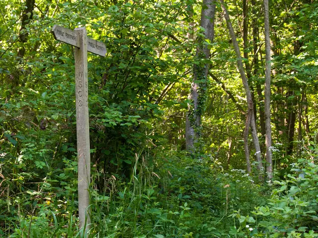 Enhancing Language Skills through Forest Education: Unleashing Awe and Academic Growth in Nature's...