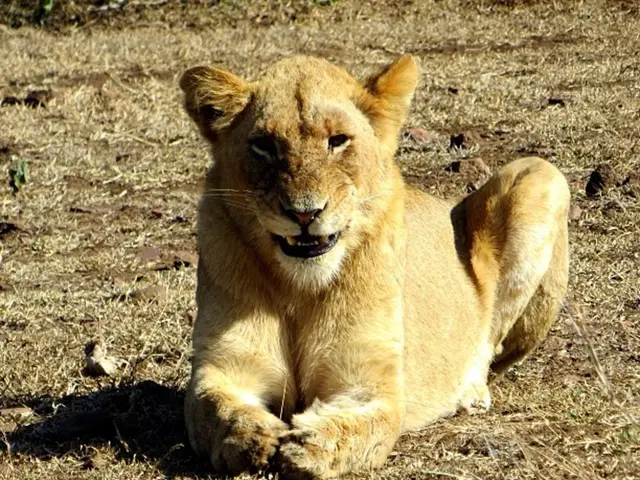 Australia's Terrifying Marsupial Predator, Thylacoleo, Featured Bone-Shattering Jaws