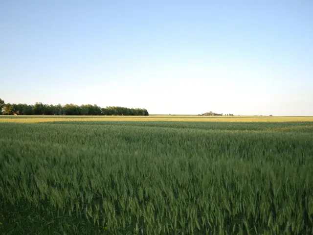 UK and FAO Initiate ReAL Project to Aid Over 150 Thousand Afghans Struggling with Food Scarcity and...