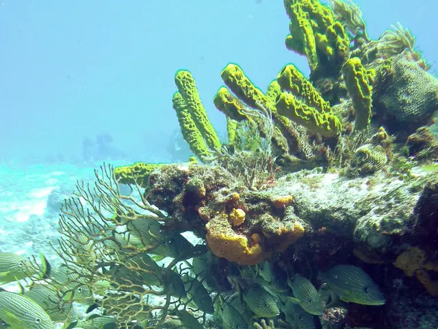 Giant Submarine Slide Detected Near the Original Site of the 1957 Aleutian Earthquake