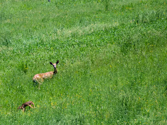 Unveiling Nature's inherent connections: An exploration of autism and nature's harmonious bond, by...