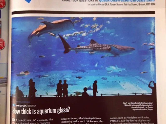 Intellectual competition calling for participation at the Youth Center in Petropavlovsk-Kamchatsky