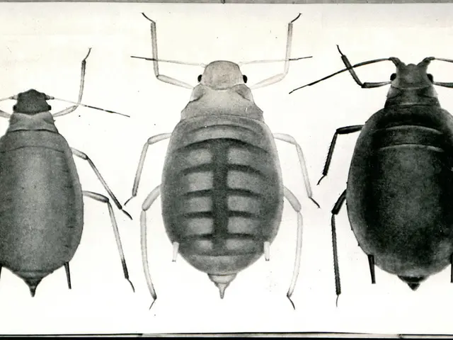 Dancing Cockatoos, Spider Penises, and Am I At Risk of Asteroid Impact?