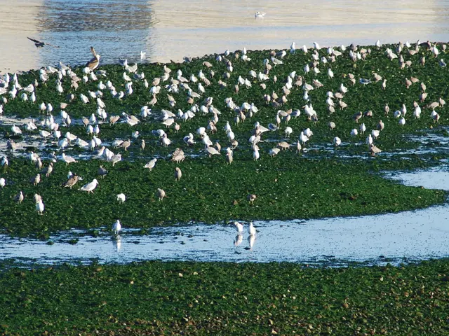 Exploring the varied species of Water Birds in Martlesham Wilds