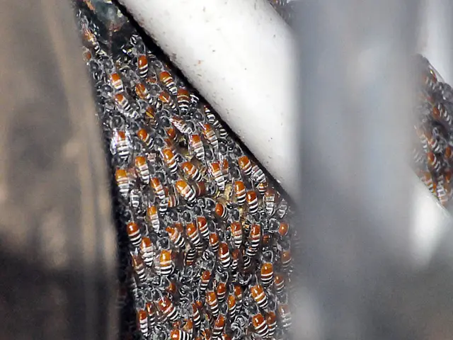 Alert: The Troubled Fate of Honey Bees - An Update on Our Furry Pollinators' Dilemma