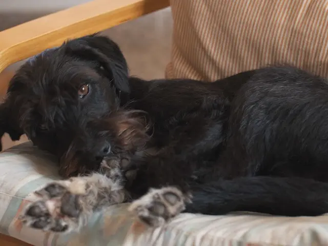 Managing Aggressive Pitbulls: An In-depth Resource for Humane Interactions