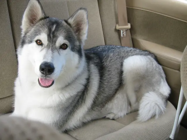 UPSSSC's PET Registration for 2025 is now live on upsssc.gov.in. Find out about eligibility...