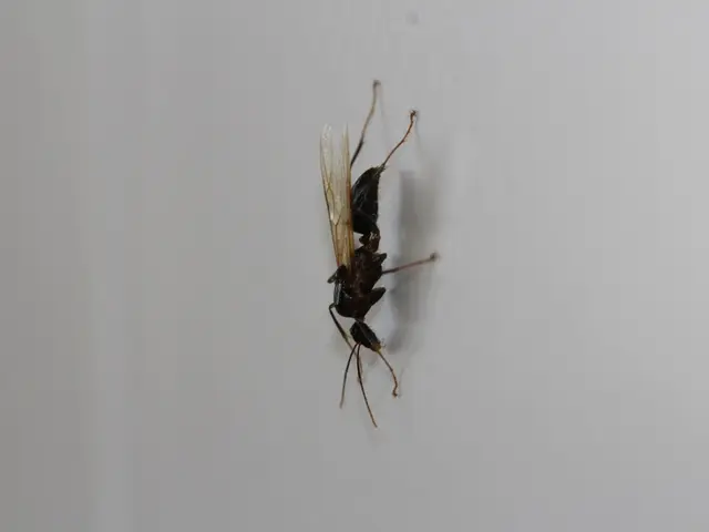 Inquiry on Murder Hornets: Key Insights Regarding Asian Giant Hornets in North American Territory