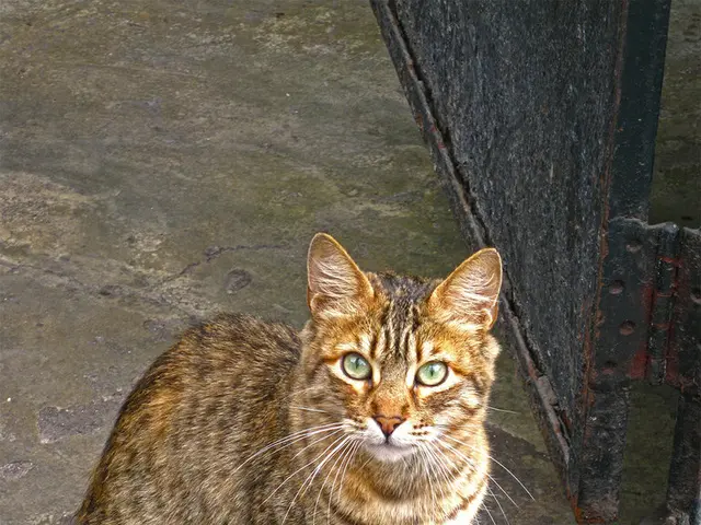 Resident of Dubai advocates for safety enhancement following multiple deaths of local felines in...