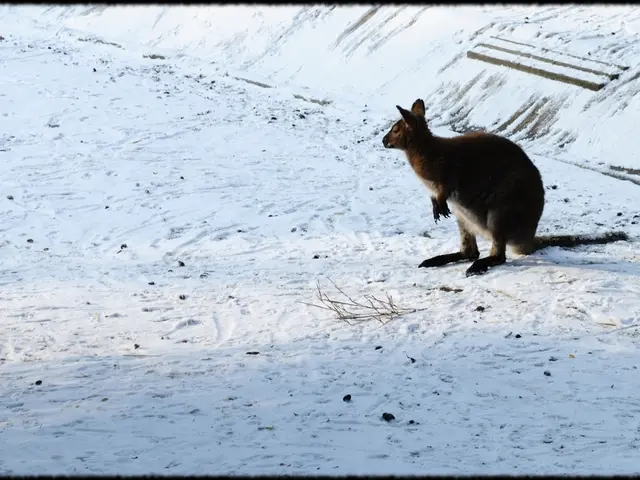 In this image on the right side there is one kangaroo and at the bottom there is sand, and in the...