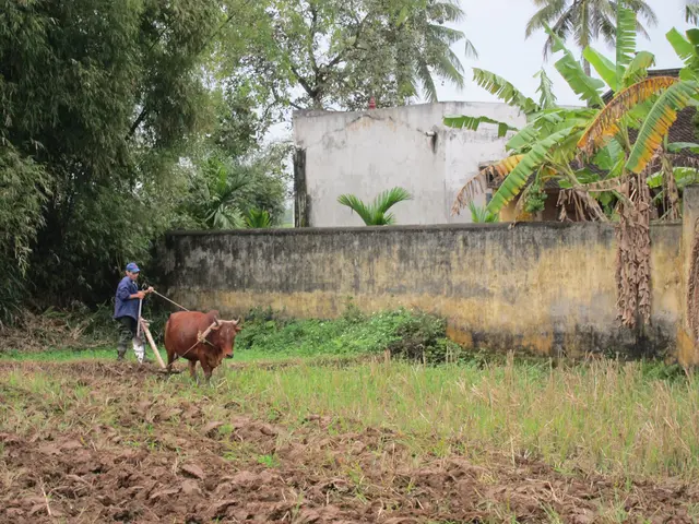 In this image, we can see a person wearing a cap and cultivating the land with an animal. In the...